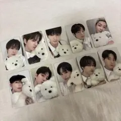 THEBOYZ ドボイズ unexpected ハロラ 子犬トレカ 10枚セット