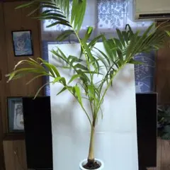 現品］【希少】9番 マニラヤシ 斑入り 観葉植物 大型 室内 8号 プラ鉢