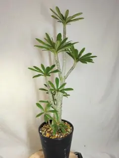 2025年最新】ドルステニア ギガス 種の人気アイテム - メルカリ