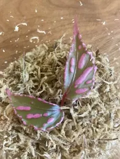 マーリン様 リクエスト 2点 まとめ商品