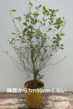 超絶品。フェイジョア本株立ち1.8M(鉢底から) ☆実つき☆品番F - メルカリ