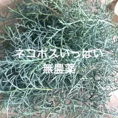 コニファー　ブルーアイス　　リース　スワッグ　ドライフラワー材料　無農薬