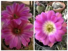 ピンクの大きな花が咲く　ハナヒモサボテン　(エキノケレウス) 2セットのサムネイル