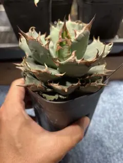 花道様 リクエスト 2点 まとめ商品