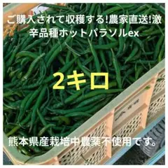 ご購入されて収穫する!農家直送!激辛品種ホットパラソルex10キロです ご購入されて収穫する!農家直送!鮮度抜群!激辛品種ホットパラソル500