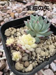 韓国苗 45苗ちびちゃん詰め合わせ！多肉植物 MIX苗 交配苗など