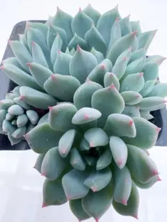 クリッシーエヌライアン 抜き苗 多肉植物 クリッシーNライアン - メルカリ