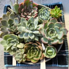 多肉植物 アエオニウム 寄せ植え カット苗 - メルカリ