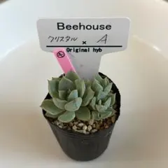 2026年最新】bee house 多肉の人気アイテム - メルカリ