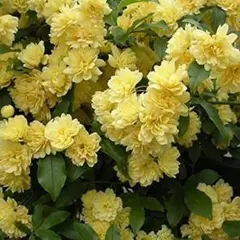 モッコウバラの苗