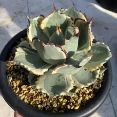 2026年最新】アガベ兜蟹の人気アイテム - メルカリ