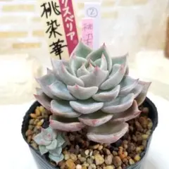 子株付き 桃染華 ② 抜き苗 おらいさん 多肉植物 札なし 6cmポット