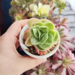 多肉植物抜き苗♡アイスローズ錦♡ポット内全部です♡ - メルカリ
