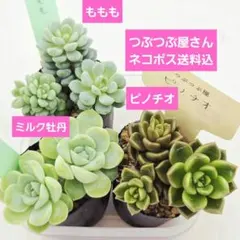 2026年最新】つぶつぶ屋 もももの人気アイテム - メルカリ