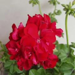 Chato*様 リクエスト 2点 まとめ商品