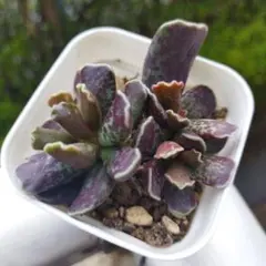 yamabico ☆様 リクエスト 2点 まとめ商品