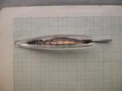 Item thumbnail for item 928c526a-dcfb-417a-ace1-fbcb0b14d478