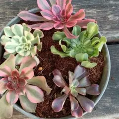 多肉植物 アエオニウム カット苗