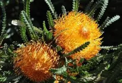 2025年最新】リューカデンドロ 苗の人気アイテム - メルカリ