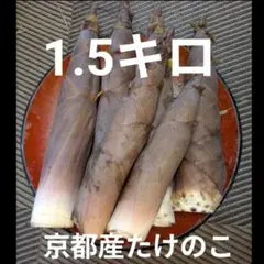 愛知産！朝掘り新鮮たけのこ(真竹) 5キロ！収穫出来次第で即日発送
