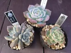 2025年最新】優木園の人気アイテム - メルカリ