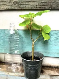 フィカス ウンベラータ （樹高約43cm）のサムネイル