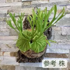 P.ridleyi Pakarang リドレイ パカラン 胞子培養株5個セット - メルカリ