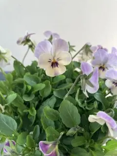 まるまま様 リクエスト 3点 まとめ商品