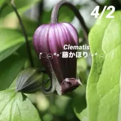 クレマチス 吉野霞♥️1ポット 人気の壺型クレマチス - メルカリ