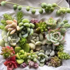 ①（多肉）色々な種類の多肉の詰め合わせ！寄せ植えの隙間にも(*^^*)のサムネイル