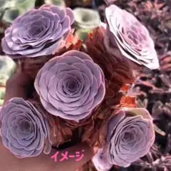 d*8様 SALE❣️多肉植物　グリーノビア　パンドラ　1株