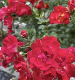 ミニ薔薇の苗(四季咲き)のサムネイル