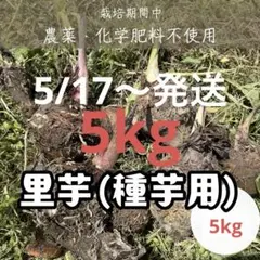 2026年最新】里芋 種芋 10kgの人気アイテム - メルカリ