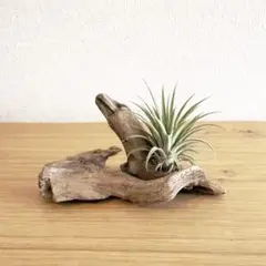 流木専門店 オブジェ インテリア 国産