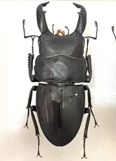 ウエストウッディオオシカクワガタ 原名亜種 オス標本 - メルカリ