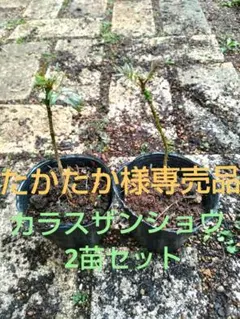 カラスザンショウ　大分県産　4苗セット 2026年最新】カラスザンショウ 苗木の人気アイテム - メルカリ