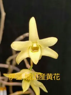 山野草 富貴蘭 長生蘭(セッコク 黄龍) - メルカリ
