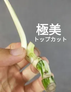 斑入りモンステラ ホワイトタイガー 太め極上茎 3節 成長点3つ - メルカリ