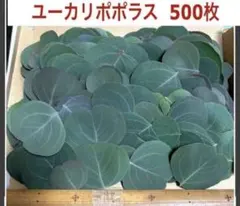 ユーカリポポラス　650枚　 リーフシャワーに 2026年最新】リーフシャワー ユーカリの人気アイテム - メルカリ
