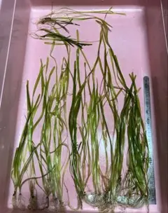 ミクロソリウム本ナローリーフ 溶岩石付1個+α - メルカリ