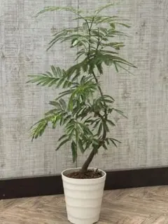 2025年最新】エバーフレッシュ 幹太の人気アイテム - メルカリ