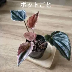 mmrr様 リクエスト 3点 まとめ商品