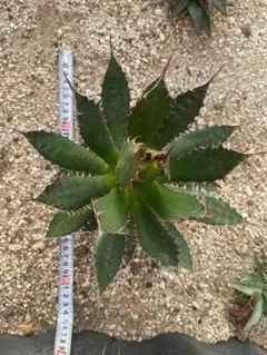 モ*ギ様 オークション【鉢ごと発送】選抜　イラン　REZA産　アガベ　Nova モ*ギ様 オークション【鉢ごと発送】選抜 イラン REZA産 アガベ Nova