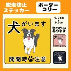 [보더 콜리] 스티커 1개, 도망가는 강아지 있음, 실외, 방수