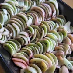 多肉植物 エケベリアなど 葉挿しの葉 ランダム20品種20枚セット