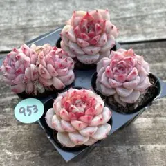 Nao様 リクエスト 5点 まとめ商品