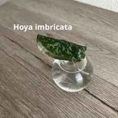 Hoya imbricata ホヤ　インブリカータ　　　 希少　レアカットのサムネイル