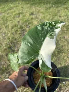 アロカシア✨ガゲアナオーレア✨Alocasia Gageana Aurea希少種 - メルカリ
