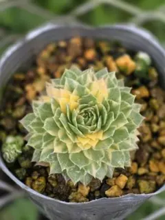 2025年最新】アエオニウムの人気アイテム - メルカリ