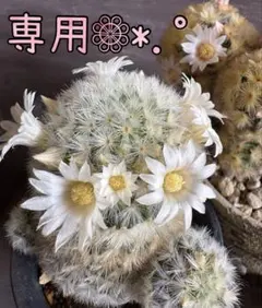 専用出品❁⃘*.゜
